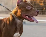 Homem ameaça fiéis com cão pit bull em igreja de Carmo do Cajuru e é detido