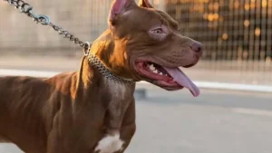 Homem amea&ccedil;a fi&eacute;is com c&atilde;o pit bull em igreja de Carmo do Cajuru e &eacute; detido