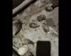 Veja vídeo: Moradora registra infestação de caramujos no Niterói em Divinópolis