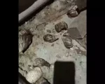 Veja vídeo: Moradora registra infestação de caramujos no Niterói em Divinópolis