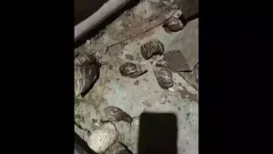 Veja vídeo: Moradora registra infestação de caramujos no Niterói em Divinópolis