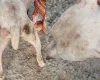 Carmo do Cajuru: Homem é preso por maus tratos a animal