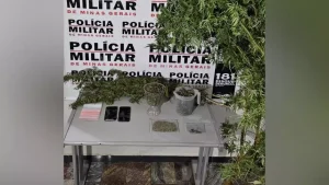 Itapecerica: PM localiza planta&ccedil;&atilde;o de maconha em resid&ecirc;ncia; dupla &eacute; presa