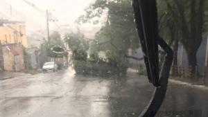 Chuva: &Aacute;rvores ca&iacute;das afetam tr&acirc;nsito em Divin&oacute;polis