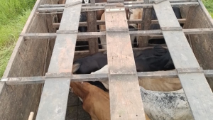 Polícia Militar desmantela quadrilha de furto de gado em Bambuí e região