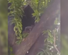 Veja vídeo: morador de rua faz casa na árvore próximo à rodoviária de Divinópolis