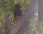 Veja vídeo: morador de rua faz casa na árvore próximo à rodoviária de Divinópolis