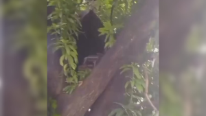 Veja vídeo: morador de rua faz casa na árvore próximo à rodoviária de Divinópolis