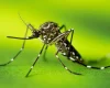 Confira o boletim da dengue em Divinópolis