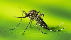 Confira o boletim da dengue em Divinópolis