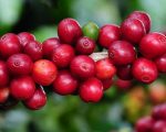 Exportações do agro mineiro batem recorde no primeiro bimestre do ano