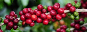Exporta&ccedil;&otilde;es do agro mineiro batem recorde no primeiro bimestre do ano