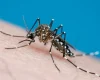 Divinópolis chega a 2.200 casos de dengue em 2025; Centro e Bom Pastor têm mais notificações