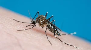 Divinópolis chega a 2.200 casos de dengue em 2025; Centro e Bom Pastor têm mais notificações