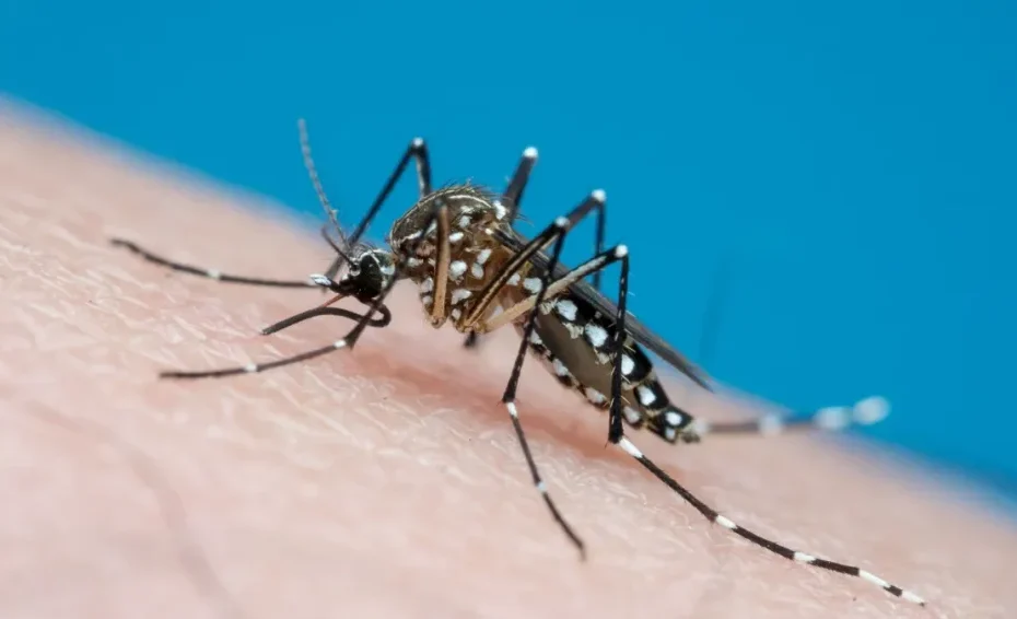 Divinópolis chega a 2.200 casos de dengue em 2025; Centro e Bom Pastor têm mais notificações