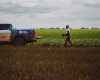 Minas Gerais recebe Rally da Safra com produtividade da soja em queda