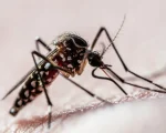 Divinópolis decreta estado de emergência para a dengue