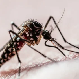 Divinópolis decreta estado de emergência para a dengue