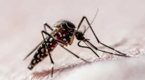 Divinópolis decreta estado de emergência para a dengue