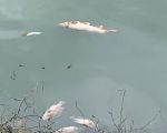 Prefeitura retira cerca de 7 mil peixes mortos na Pampulha e aponta culpado