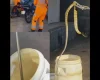 Formiga: Cobra é capturada pelos Bombeiros dentro de motocicleta