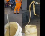 Formiga: Cobra é capturada pelos Bombeiros dentro de motocicleta
