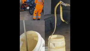Formiga: Cobra &eacute; capturada pelos Bombeiros dentro de motocicleta