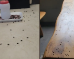 Infestação de moscas: Polícia Ambiental já multou a granja do Cacôco por poluição