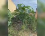 Divinópolis: mais de 60 multas já foram aplicadas por lote com mato alto
