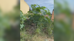 Divin&oacute;polis: mais de 60 multas j&aacute; foram aplicadas por lote com mato alto