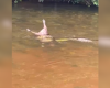 Vídeo de sucuri carregando capivara no rio Itapecerica é falso