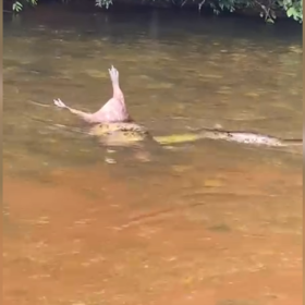 Vídeo de sucuri carregando capivara no rio Itapecerica é falso