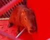 Capivara em apuros: Bombeiros salvam animal que estava cercado por cachorros
