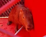 Capivara em apuros: Bombeiros salvam animal que estava cercado por cachorros