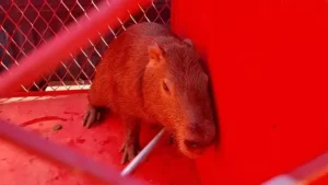 Capivara em apuros: Bombeiros salvam animal que estava cercado por cachorros