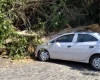 Formiga: Árvore cai sobre carro