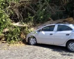 Formiga: Árvore cai sobre carro