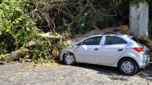 Formiga: &Aacute;rvore cai sobre carro