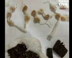 PC prende suspeito de tráfico de drogas em Arcos