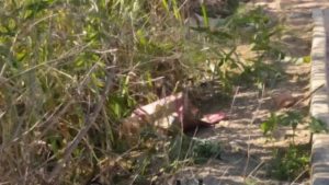Beb&ecirc; &eacute; encontrado morto em Perdig&atilde;o; corpo estava em caixa de papel&atilde;o