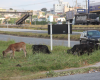 Bezerros na margem do anel rodoviário de Divinópolis representam risco para motoristas