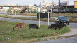 Bezerros na margem do anel rodoviário de Divinópolis representam risco para motoristas
