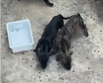 Resgate de animais em situação de maus-tratos no bairro Campina Verde