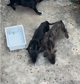 Resgate de animais em situação de maus-tratos no bairro Campina Verde