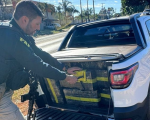 Caminhonete furtada em Divinópolis é apreendida com meia tonelada de maconha em Iguaraçu
