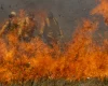 Pantanal acumula em 12 meses mais de 9 mil focos de incêndio