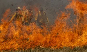 Pantanal acumula em 12 meses mais de 9 mil focos de inc&ecirc;ndio