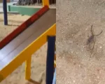 Morador flagra escorpião no 'parquinho' da Praça da Catedral em Divinópolis