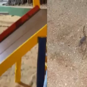 Morador flagra escorpião no 'parquinho' da Praça da Catedral em Divinópolis