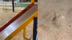 Morador flagra escorpi&atilde;o no 'parquinho' da Pra&ccedil;a da Catedral em Divin&oacute;polis
